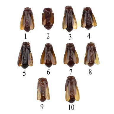 cherrytreebeads20260522021339449382