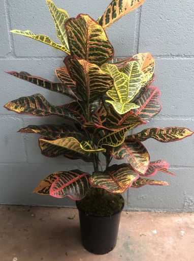 floradec20260521152613386038