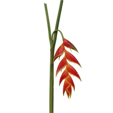 floradec20260521153043386739