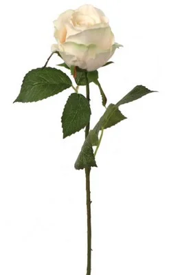 floradec20260521153611387604