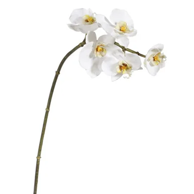 floradec20260521160158391431