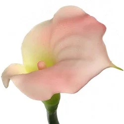 floradec20260521160734392216