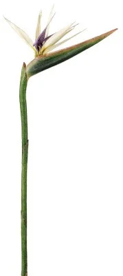 floradec20260521161353393072