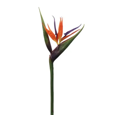 floradec20260521161452393220