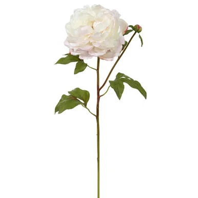 floradec20260521164401397893