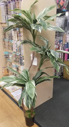 floradec20260521164601398206