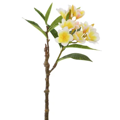 floradec20260521165219399110