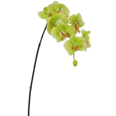 floradec20260521170805401287