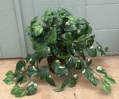 floradec20260521172608403874