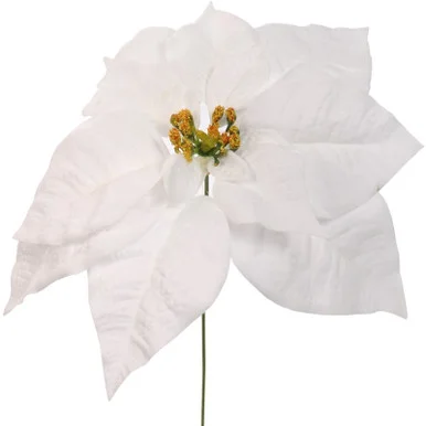 floradec20260521173530405124
