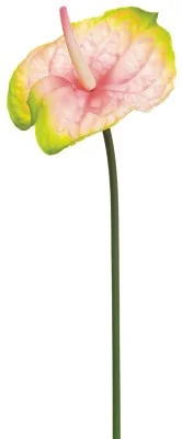 floradec20260521175123407538