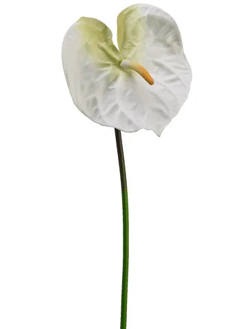 floradec20260521175442407971